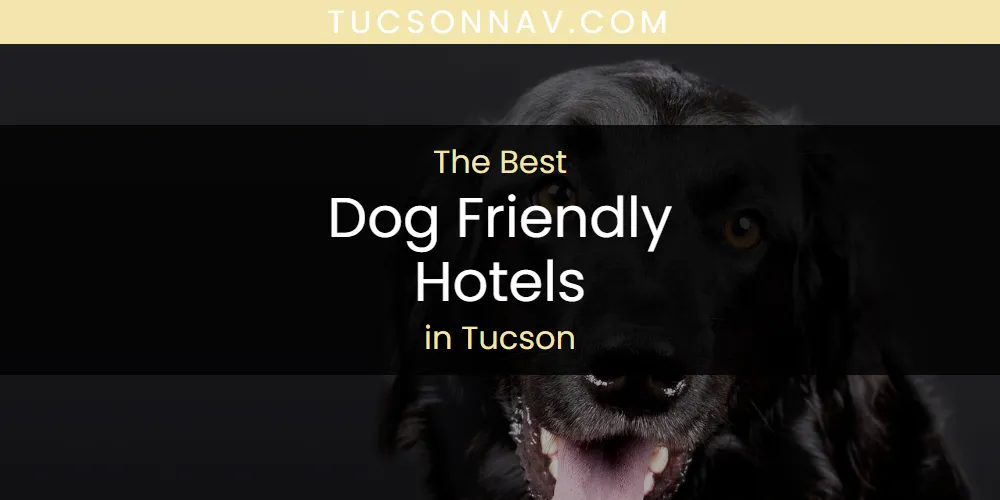 Tucson's Best Dog Friendly Hotels [Updated 2025]